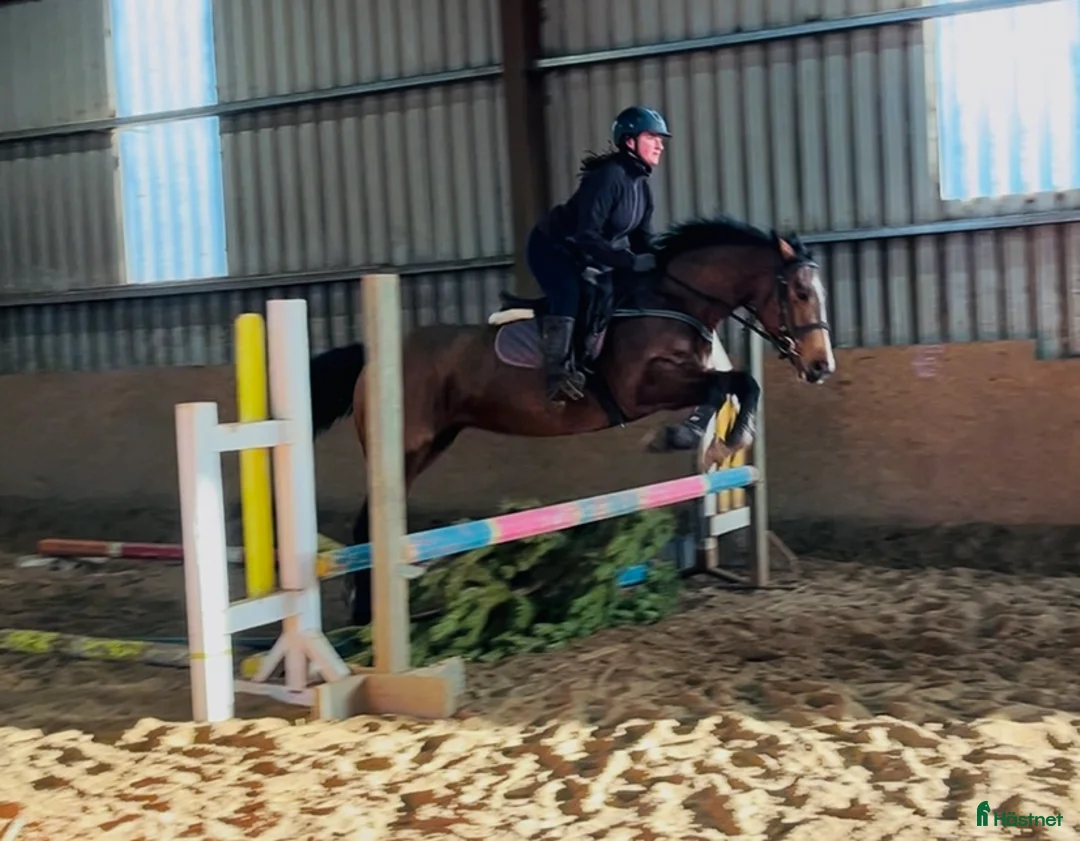 Allround hästar till salu: 6yo Allrounder mare 15,2hh i Ljungby - Annons 2