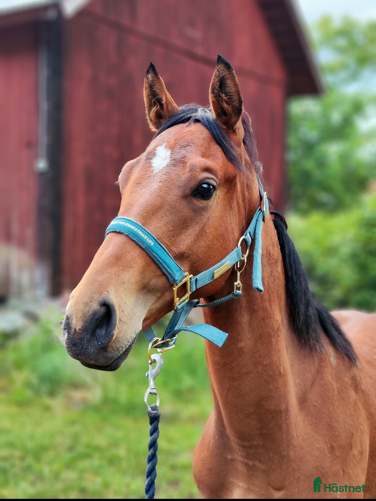  hästar Snäll treårig valack - Annons 1
