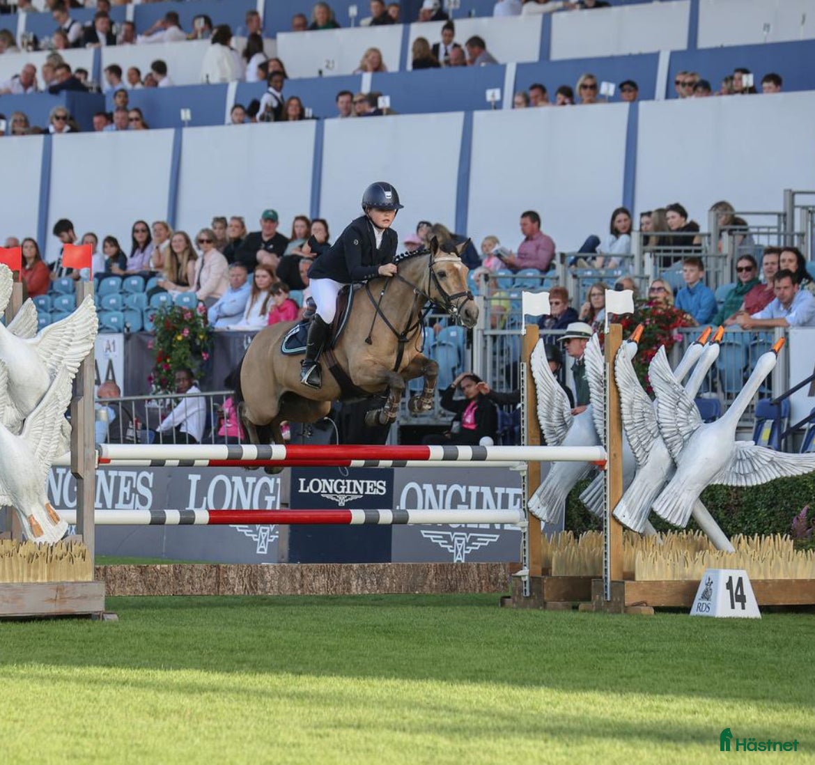Hoppning hästar till salu: 13yr old TOP 128cm pony!!! i Stockholm - Annons 2