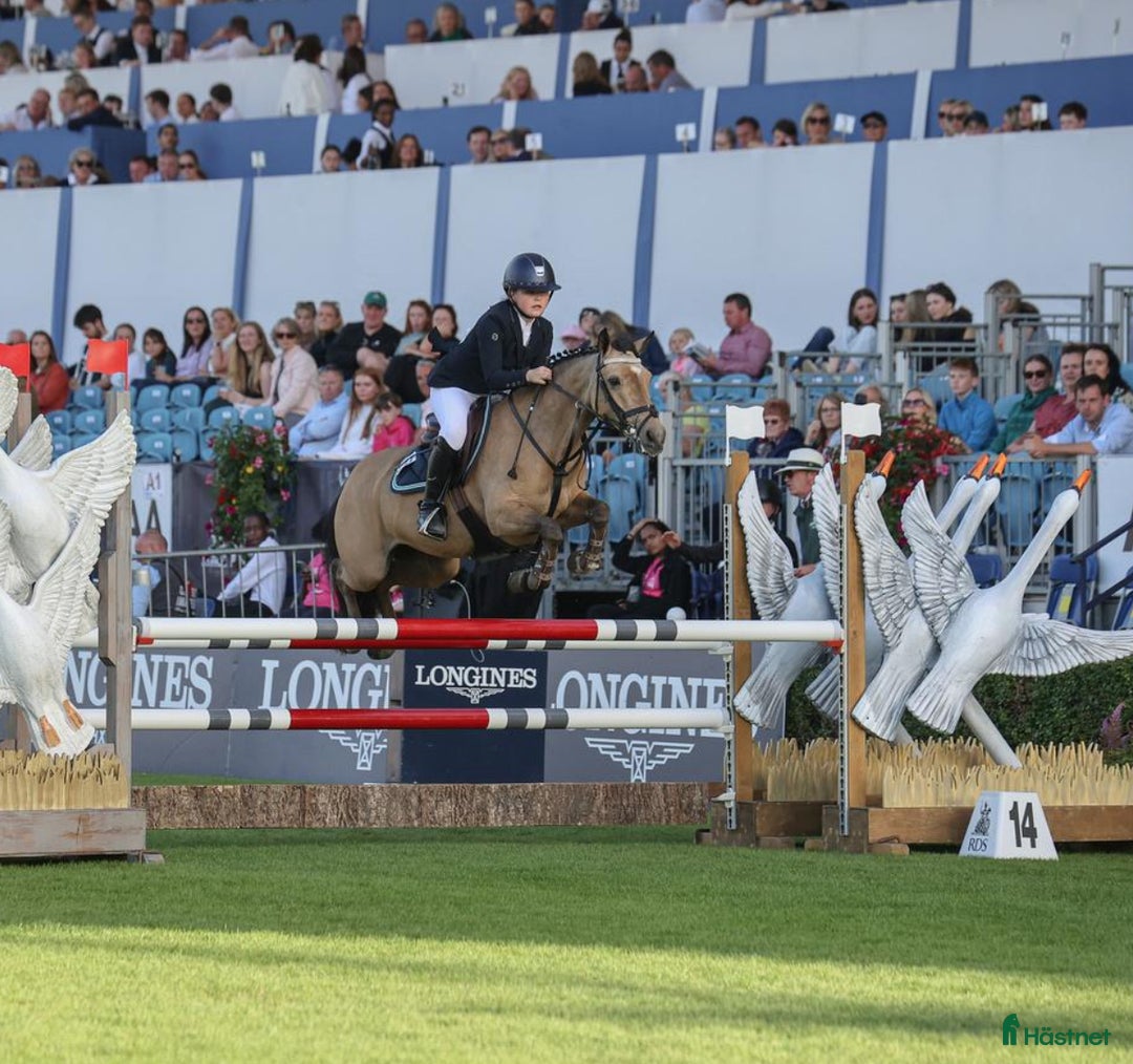 Hoppning hästar till salu: 13yr old TOP 128cm pony!!! i Stockholm - Annons 1