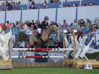 Hoppning hästar till salu: 13yr old TOP 128cm pony!!! i Stockholm - Annons 2