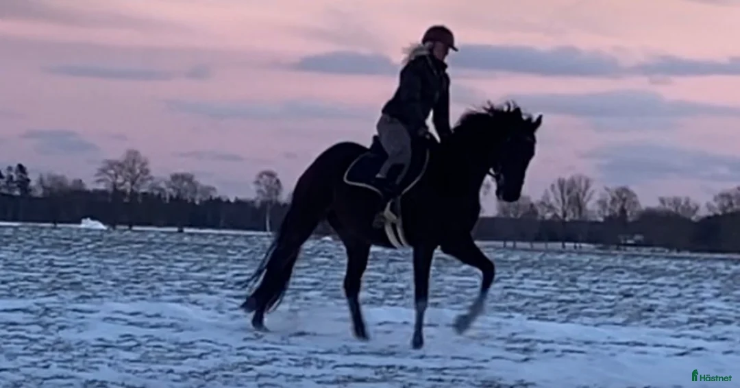 Allround hästar till salu: Toppenkille för allround/fälttävlan i Brösarp - Annons 1