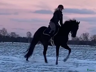 hästar Toppenkille för allround/fälttävlan i Brösarp - Annons 1