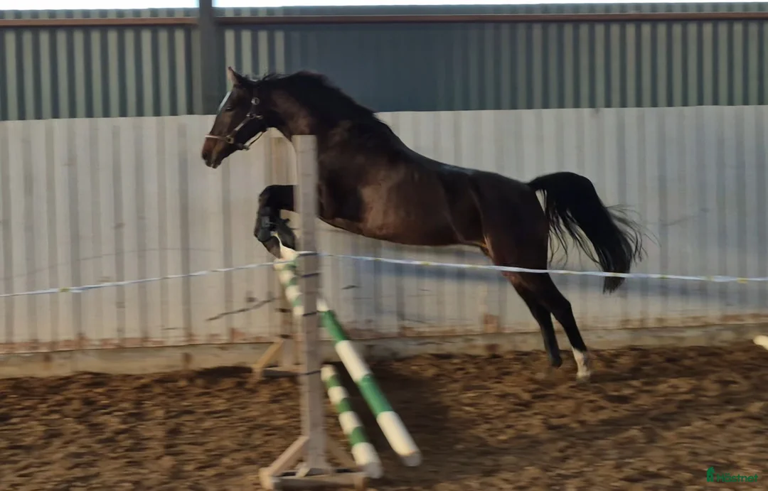 Hoppning hästar till salu: 🎀 Utvecklingsbart 6års sto ev byte - Annons 6