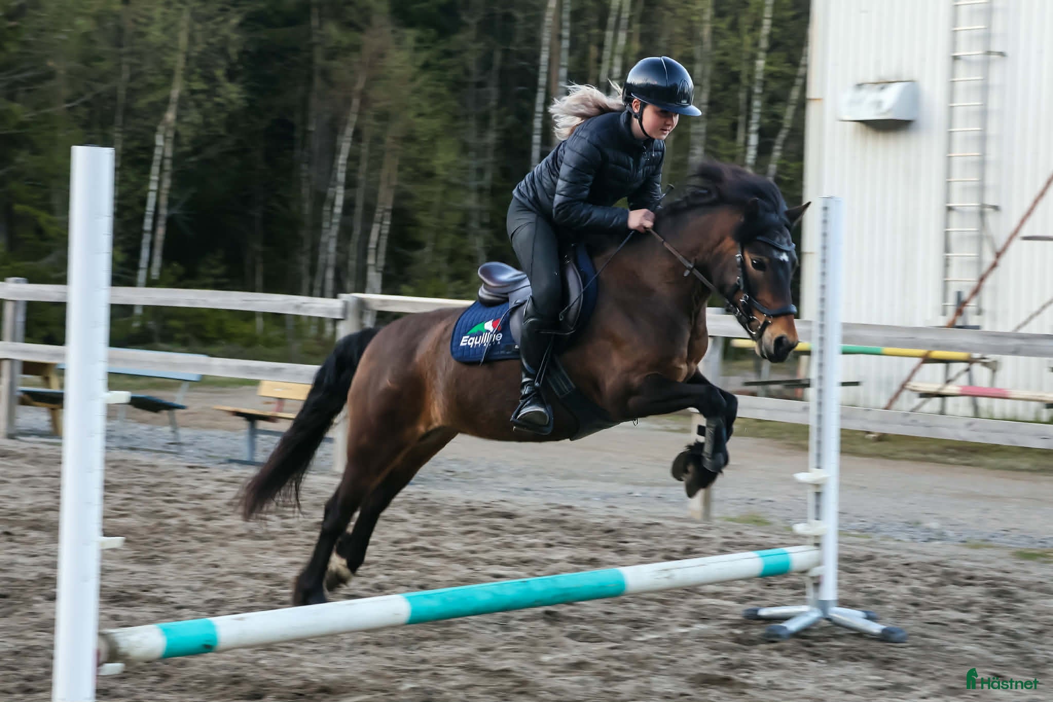  hästar Blivande stjärna på tävlingsbanan 🩷✨ - Annons 5