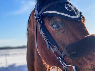 hästar i Götene - Annons 15