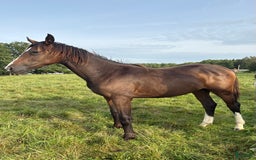 Hoppning hästar till salu: Framtidsstjärna! Hoppstammad blivande tvååring! i Björkvik - Annons 2