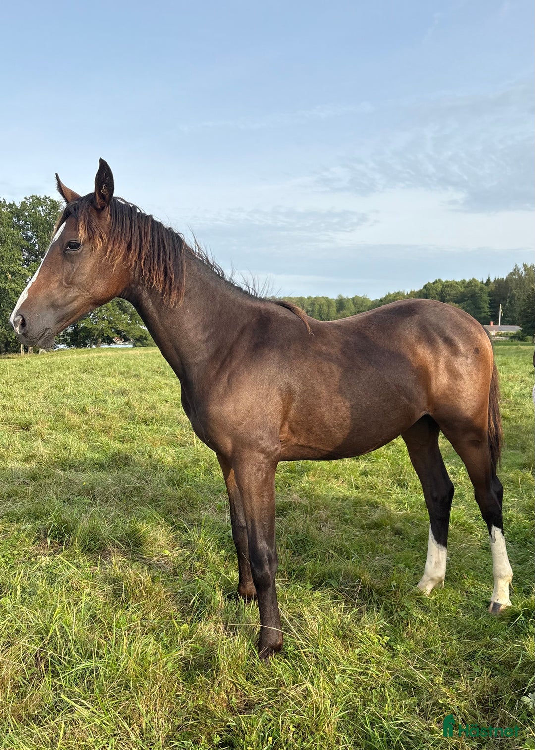 Hoppning hästar till salu: Framtidsstjärna! Hoppstammad blivande tvååring! i Björkvik - Annons 2