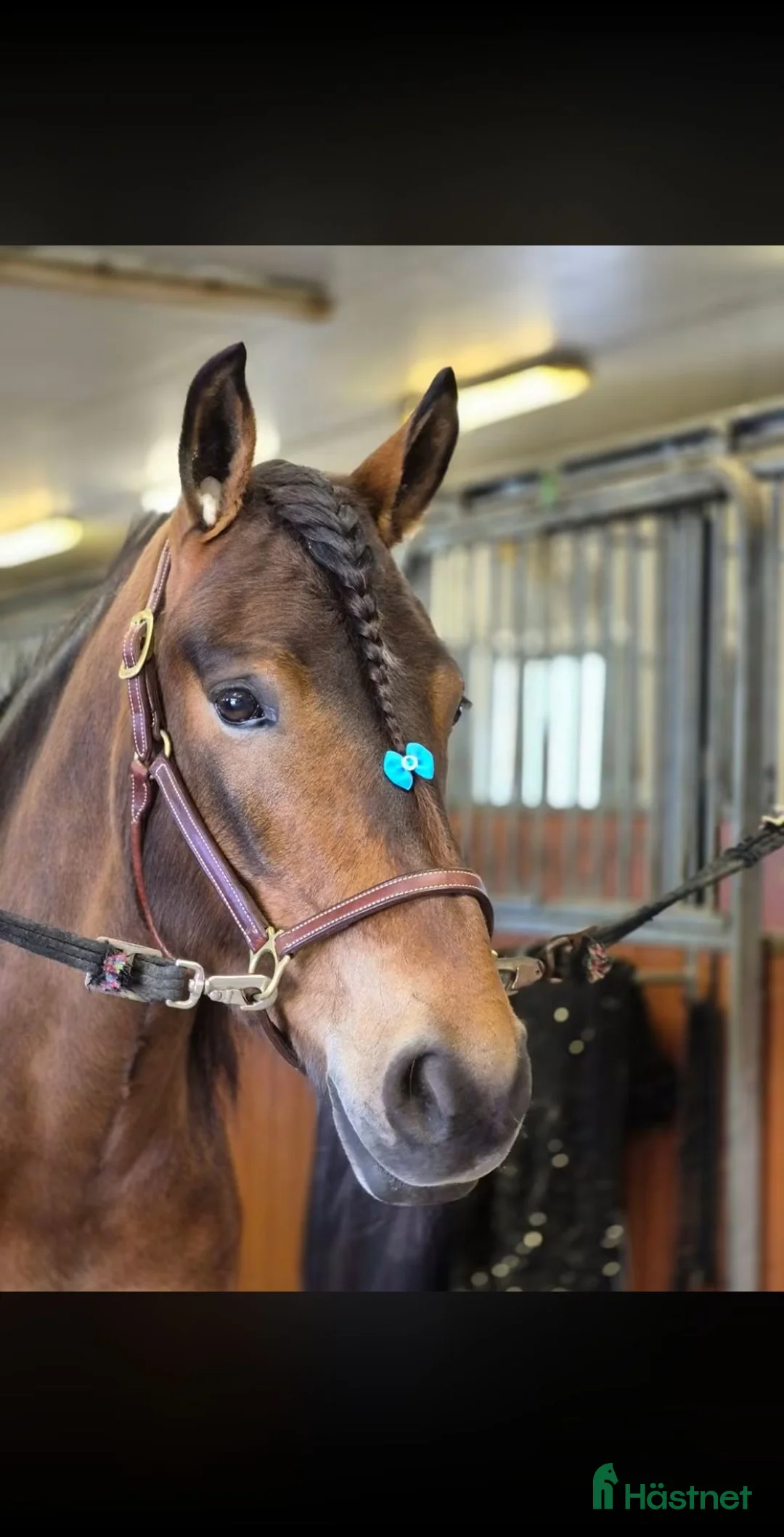 Allround hästar till salu: ✨️Söker nytt hem till vår stjärna ✨️ i Umeå - Annons 6