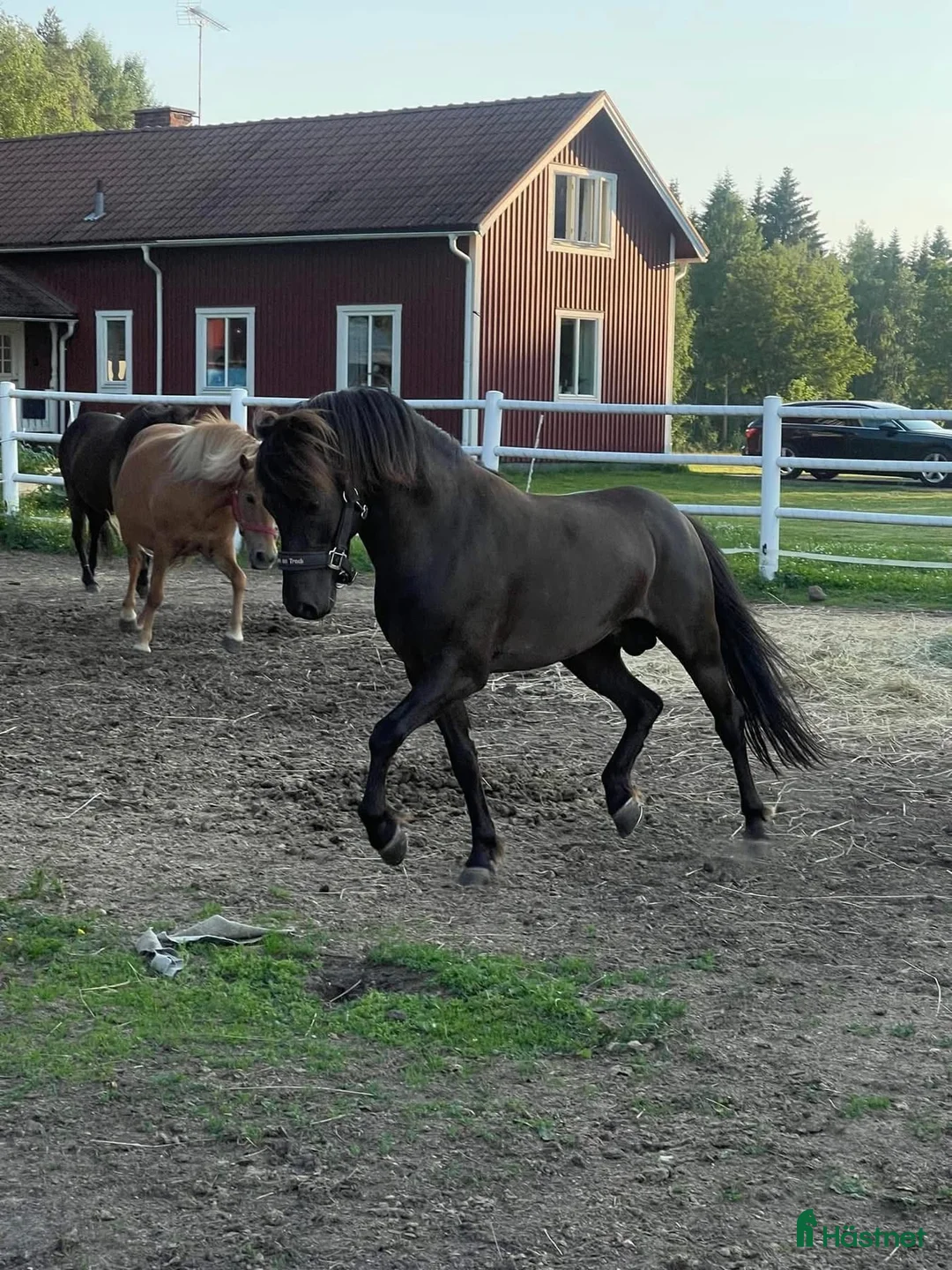 Allround hästar till salu: Vacker godkänd hingst! - Annons 2