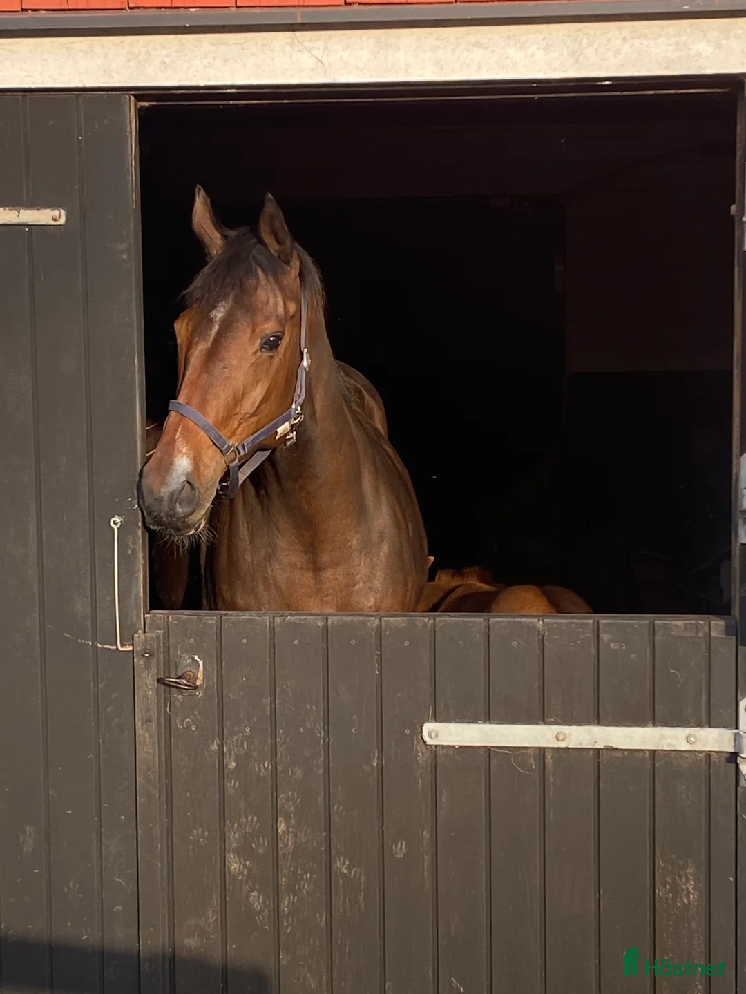 Avelshästar hästar till salu: Fullblodssto i Tenhult - Annons 1