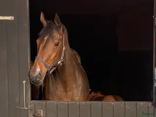 hästar Fullblodssto i Tenhult - Annons 2