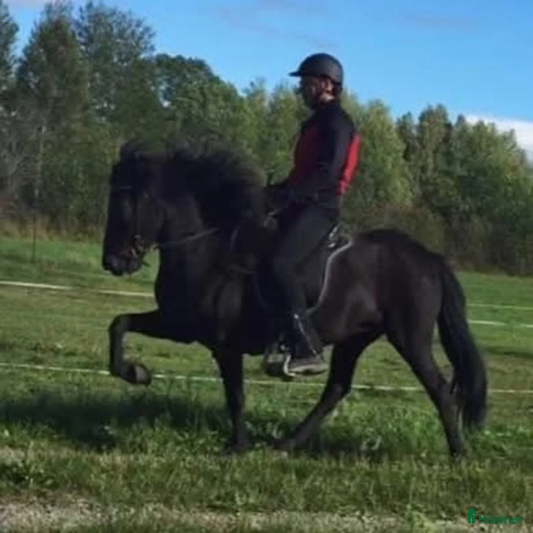 Island hästar till salu: Prissänkt!! Valkyria, E: Toppur i Norberg - Annons 6