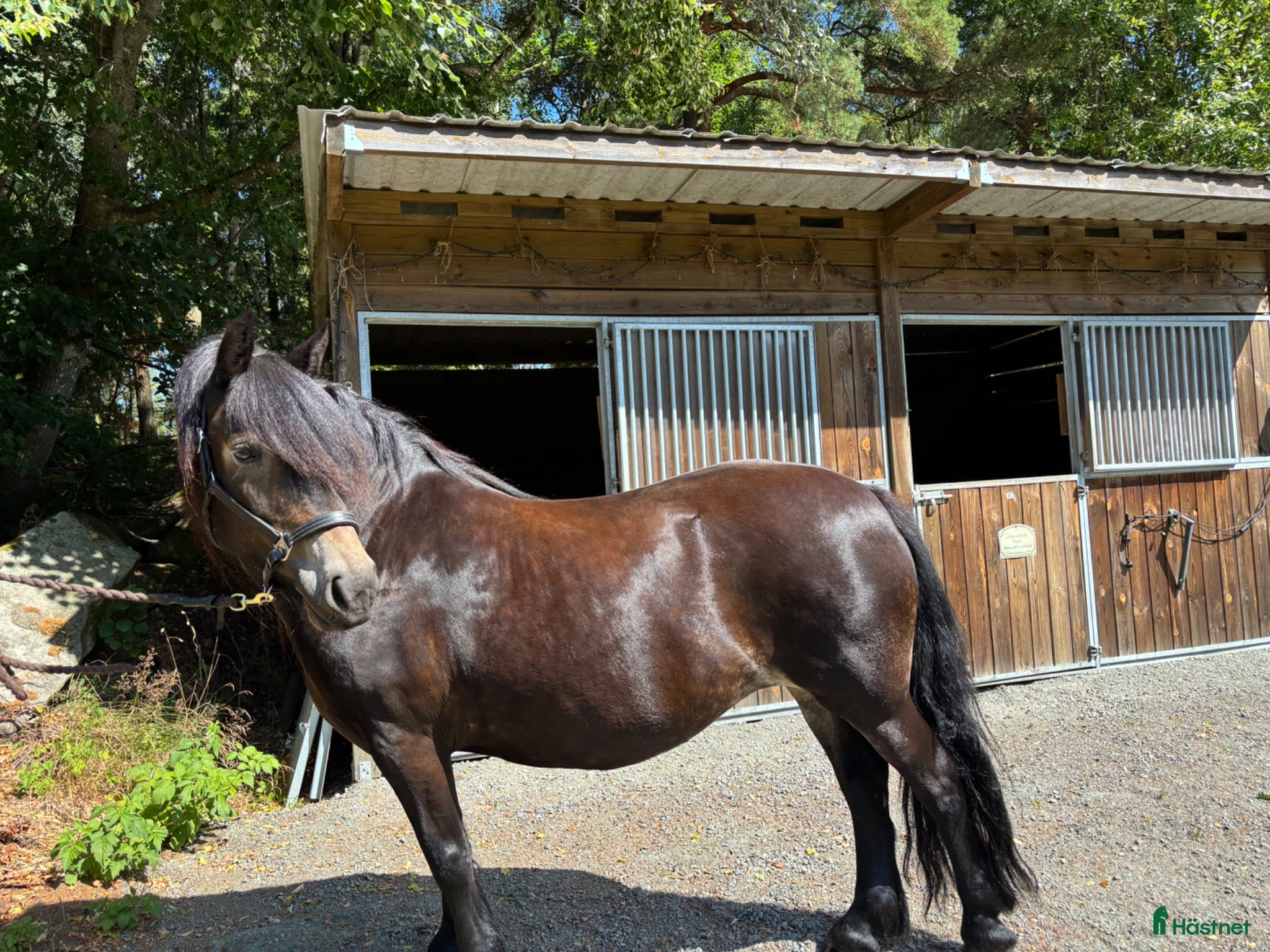  hästar 11 årigt nordsvenskt sto  - Annons 1