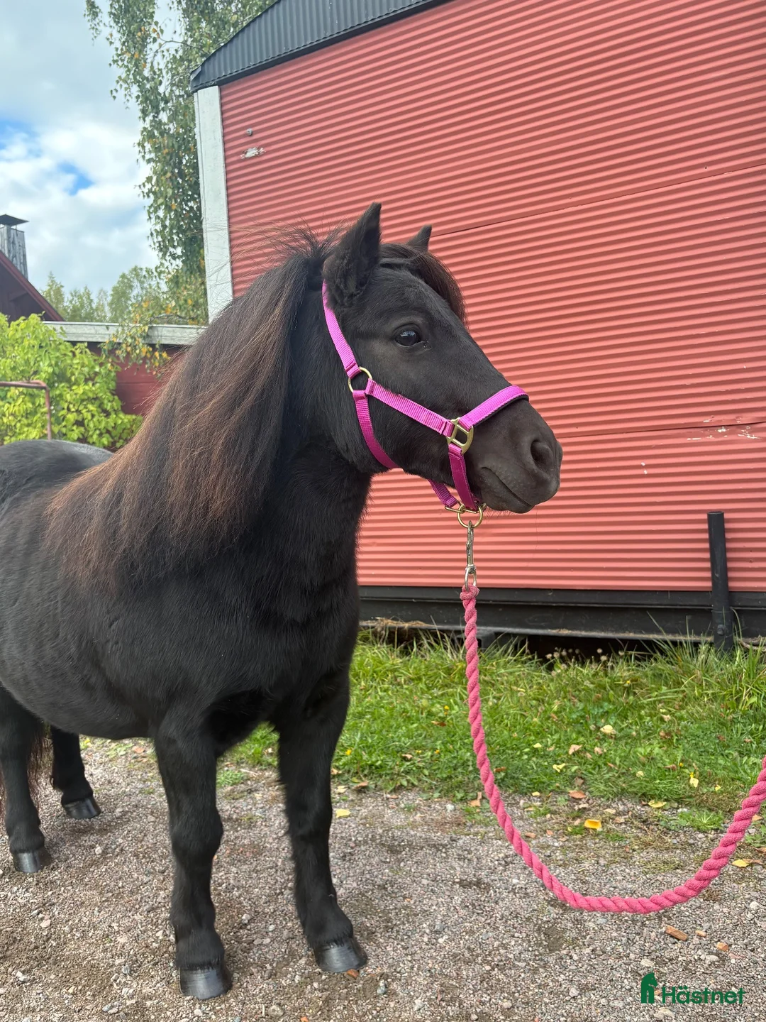 Avelshästar hästar till salu: Vackert litet sto - Annons 4