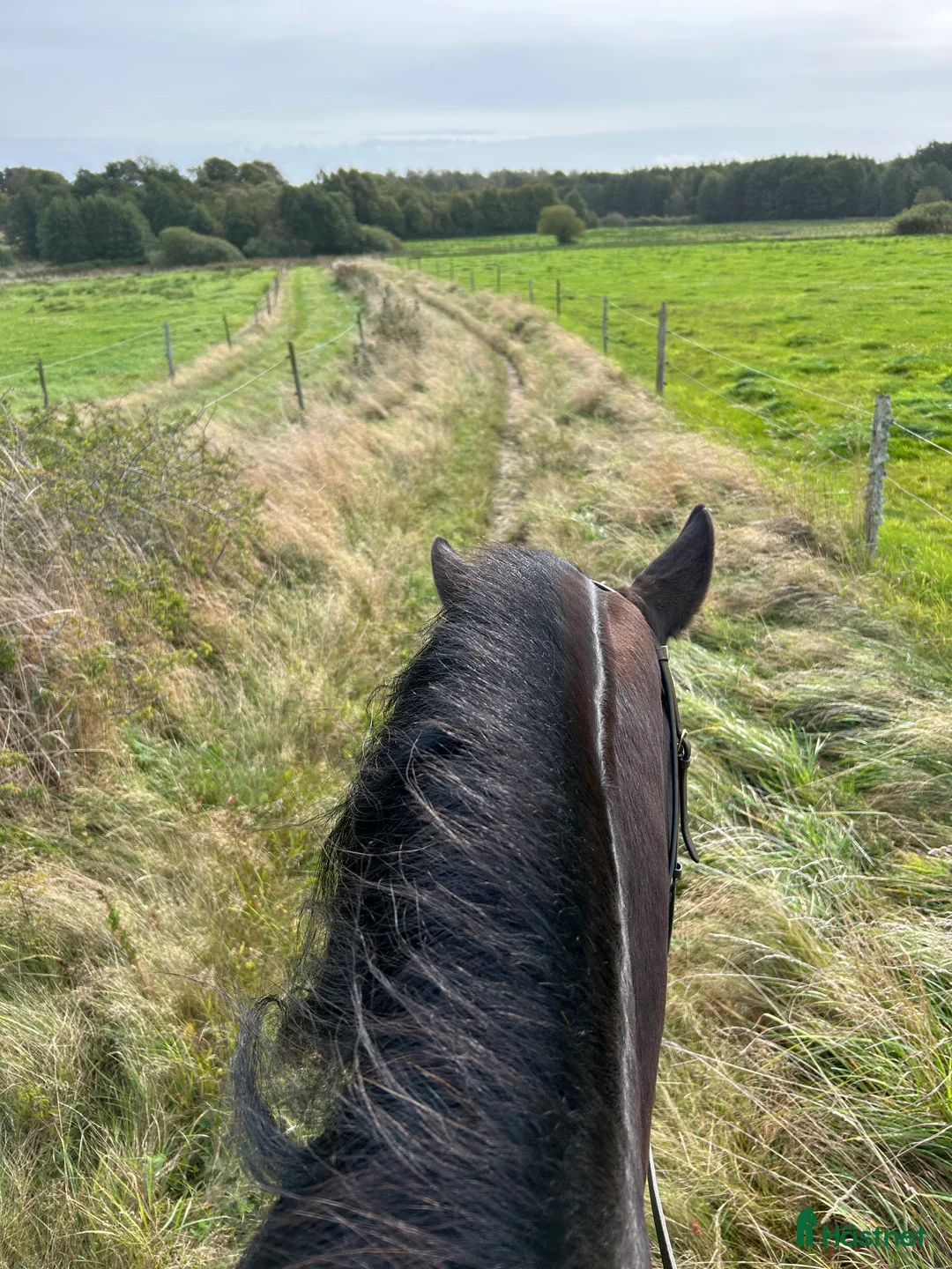 Galleribild {{count}}