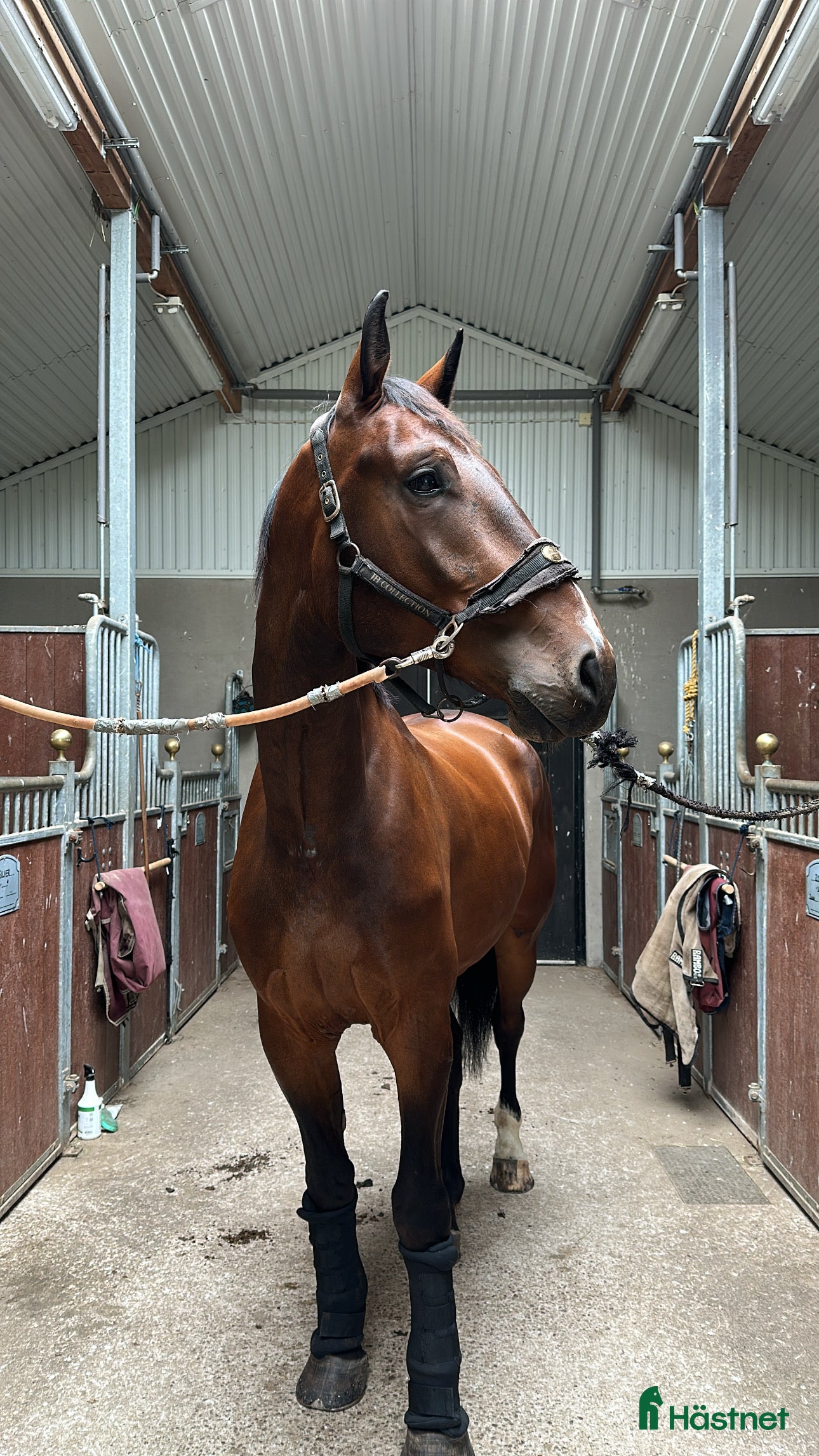  hästar 6-årig SWB- valack  i Västerfärnebo - Annons 1