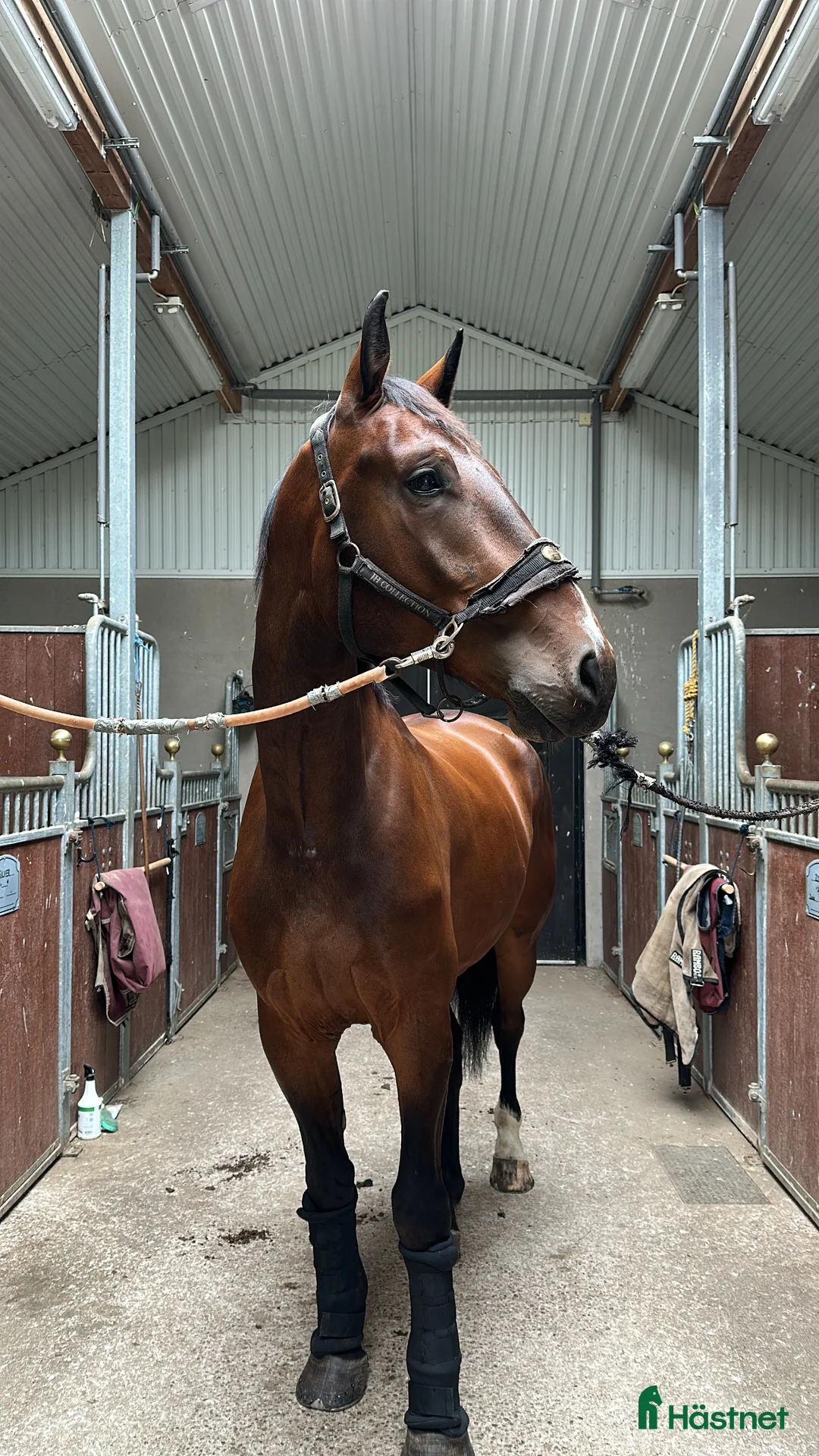 Allround hästar till salu: 6-årig SWB- valack  i Västerfärnebo - Annons 1