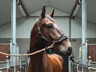 hästar 6-årig SWB- valack i Västerfärnebo - Annons 1