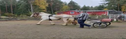 Allround hästar till salu: Gypsy Cob selges! - Annons 11