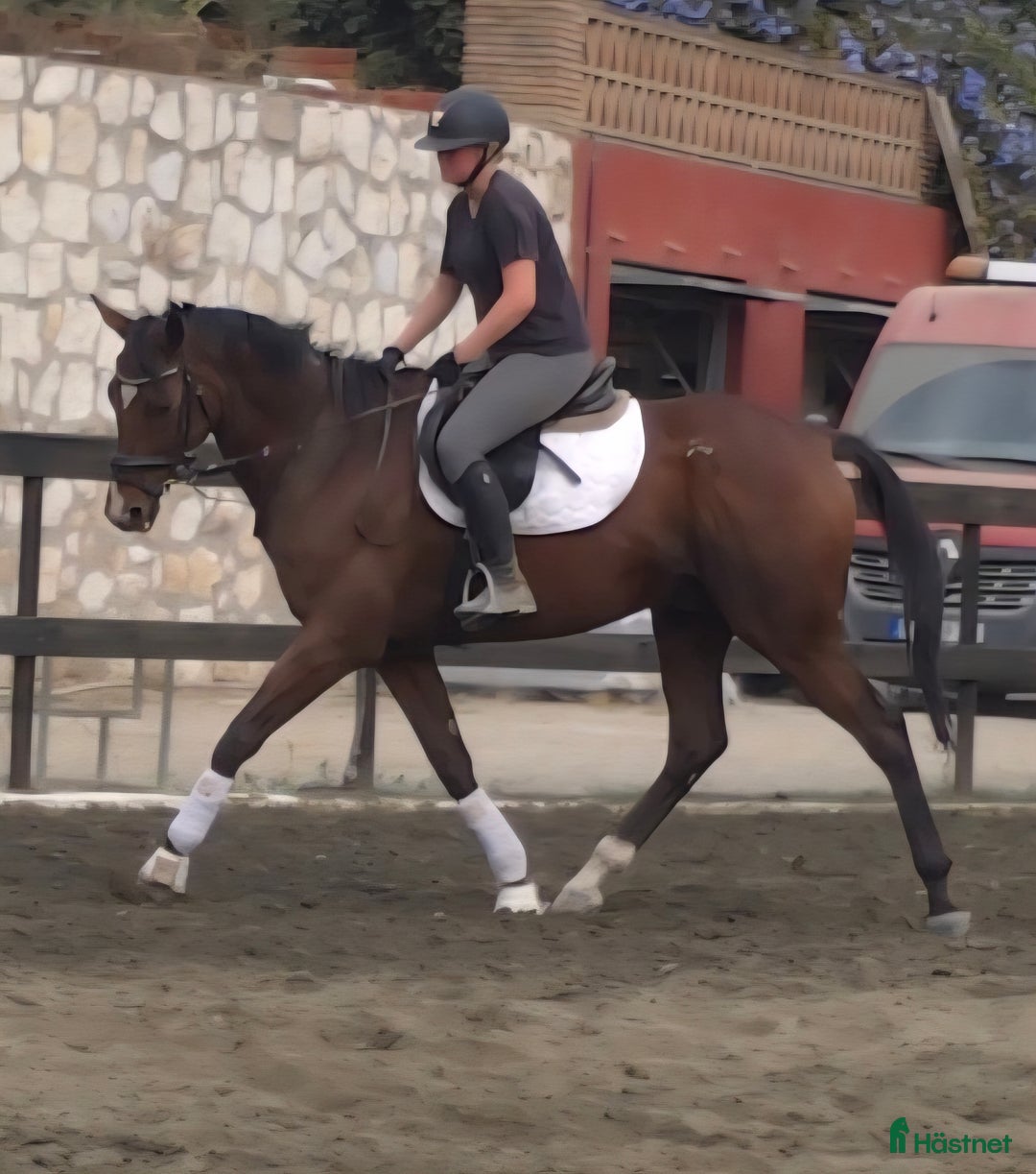 Dressyr hästar till salu: Trevliga hästar I Spanien  i Mijas - Annons 5