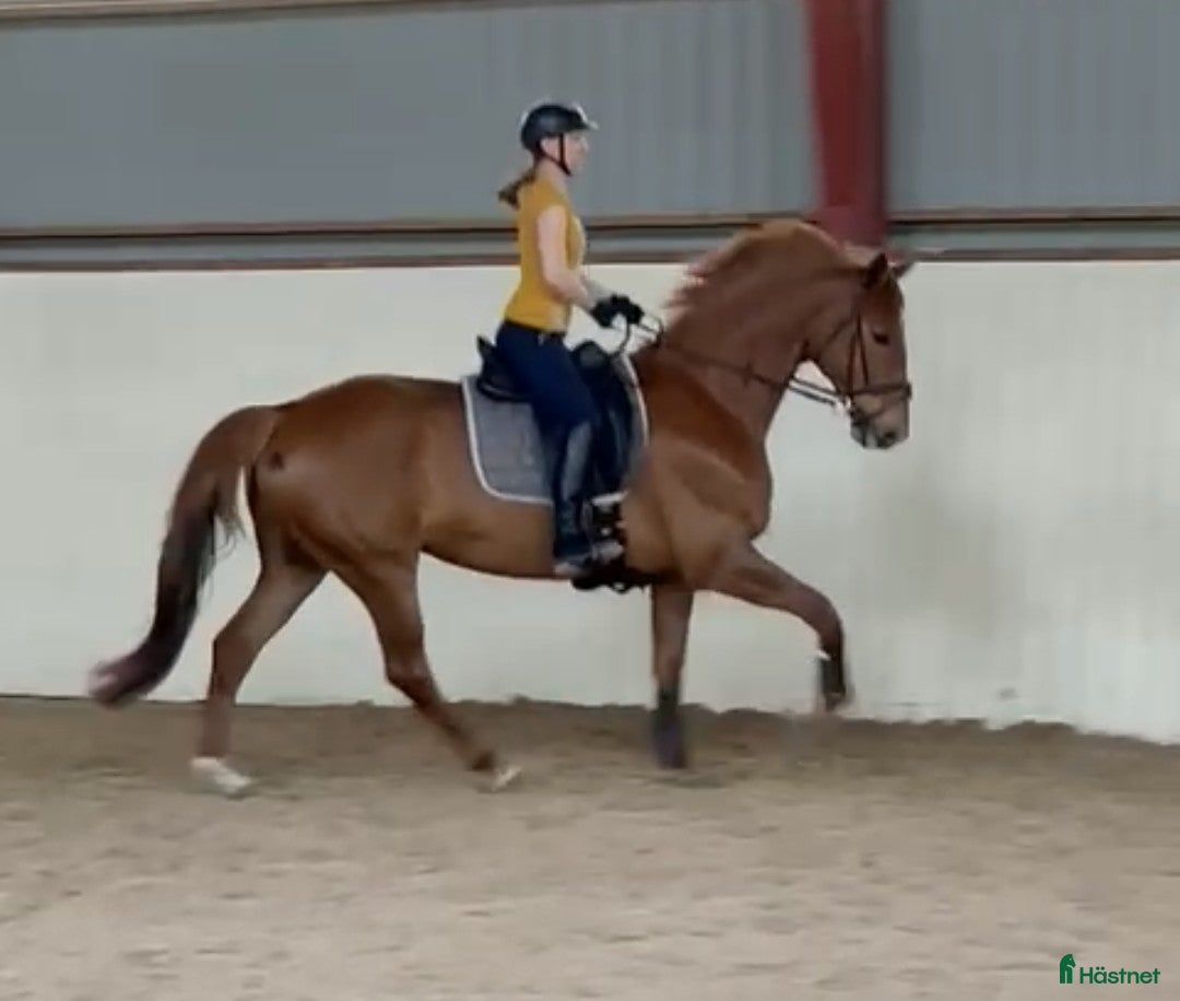  medryttarhäst sökes: Vuxen erfaren medryttare i Löddeköpinge - Annons 1