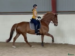 medryttarhäst sökes: Vuxen erfaren medryttare i Löddeköpinge - Annons 10