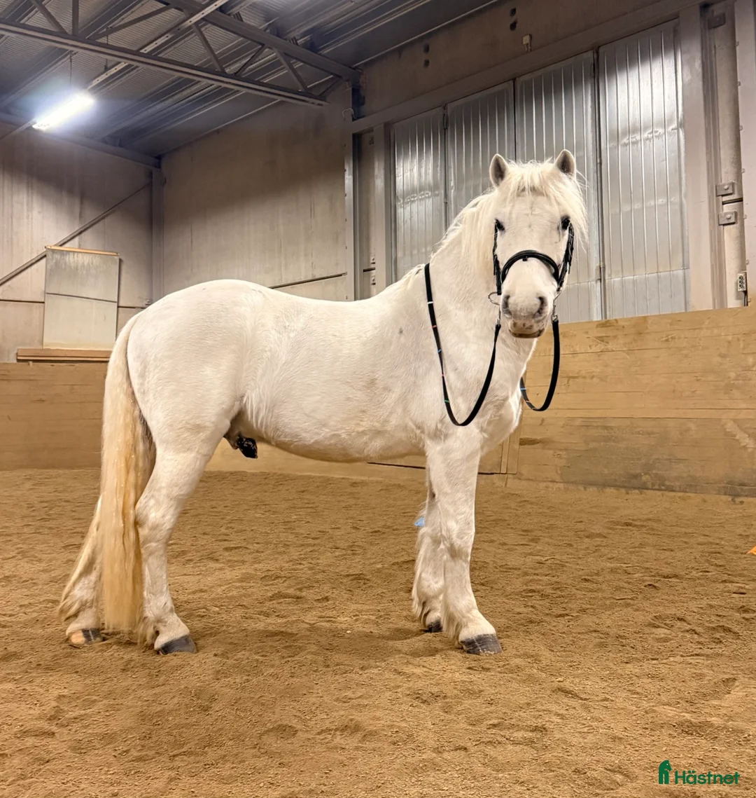 Allround hästar till salu: Bore – Personlig D-ponny - Annons 3