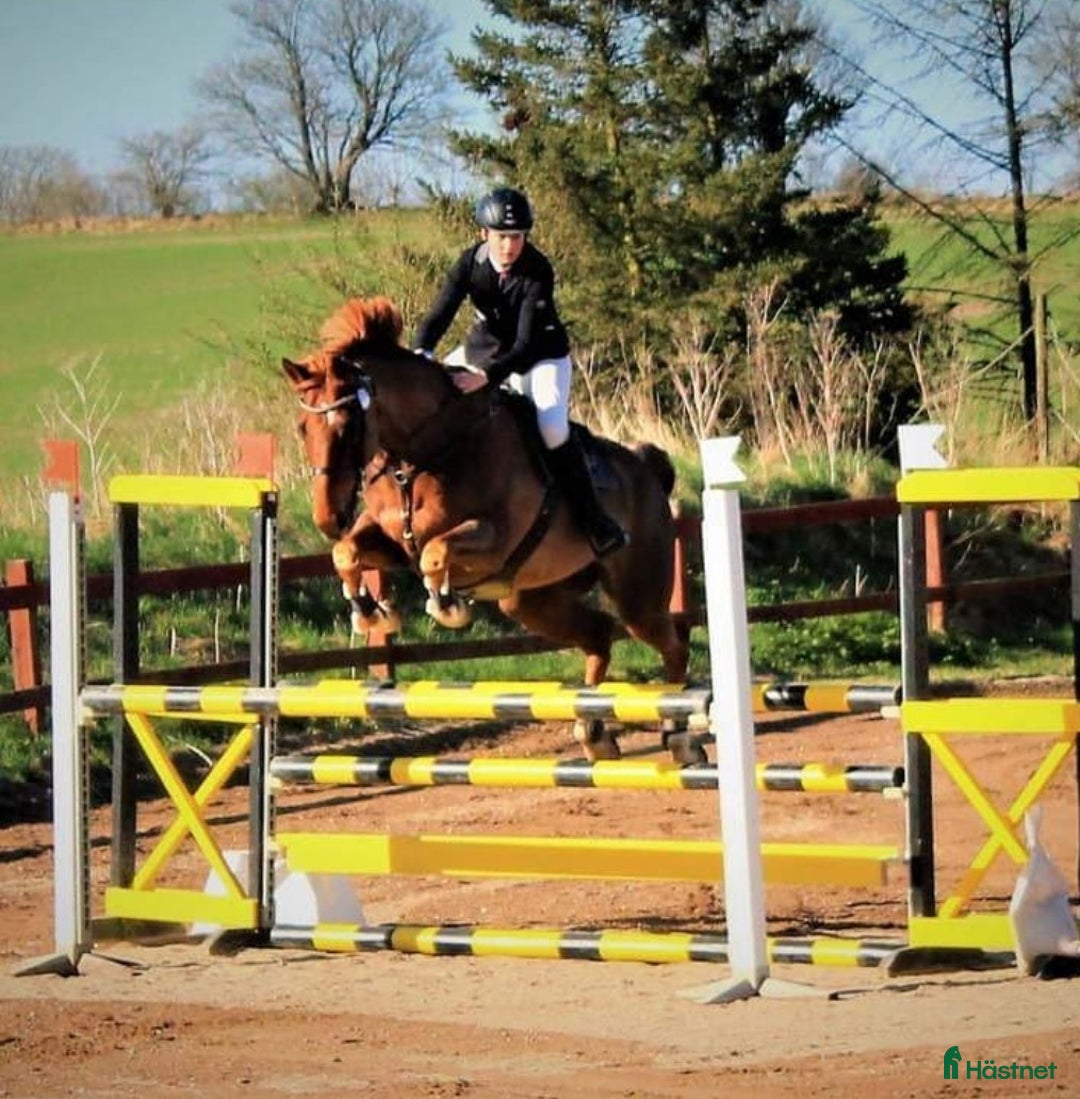  foderhäst finnes: Fodervärd till 2 ston avel/ridning  i Årsunda - Annons 2