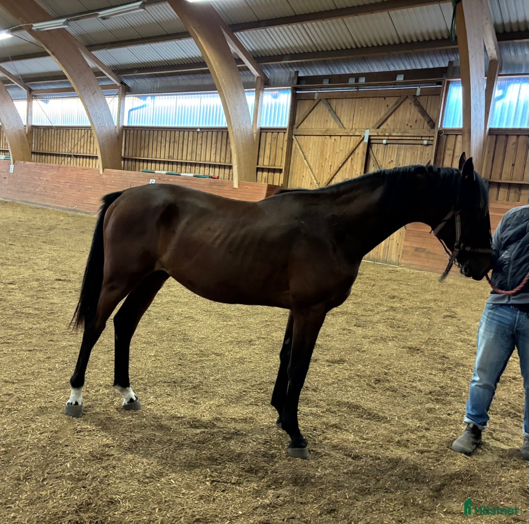 Hoppning hästar till salu: Lovande 1 åring i Hova - Annons 2