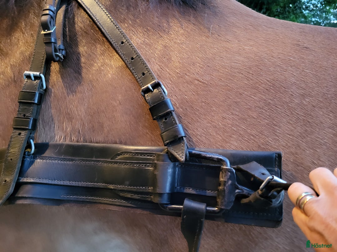 Övrig Hästutrustning hästutrustning till salu: Brösta till stor häst i Grillby - Annons 2