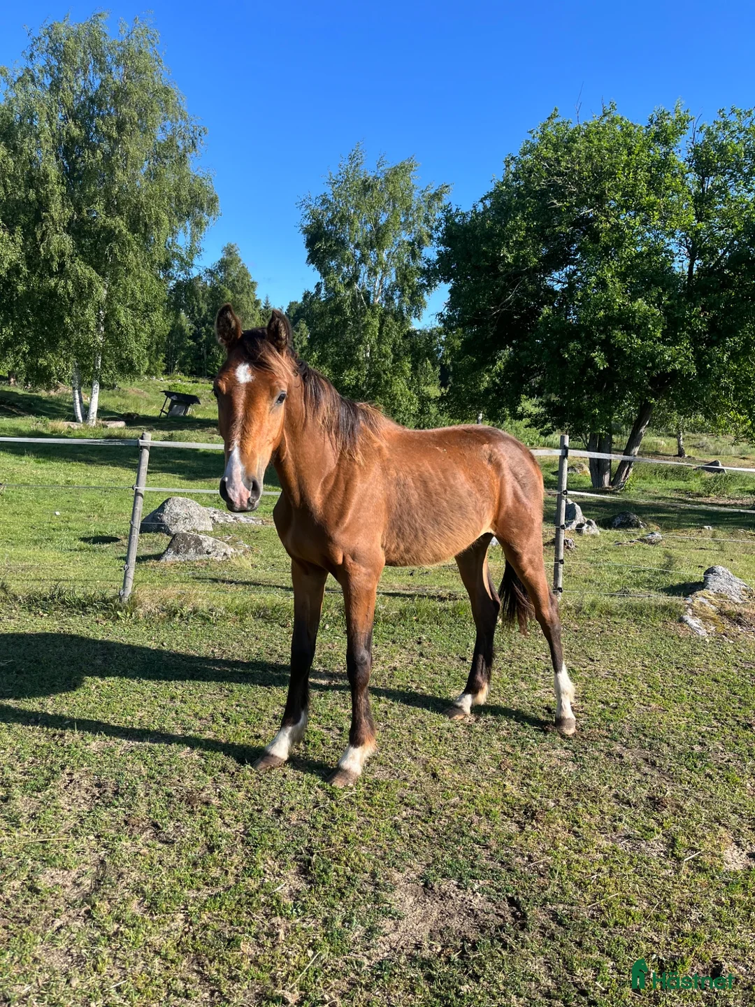 Hoppning hästar till salu: Tryon V 2025 e: Try Me-K - Comme il Faut i Nybro - Annons 1