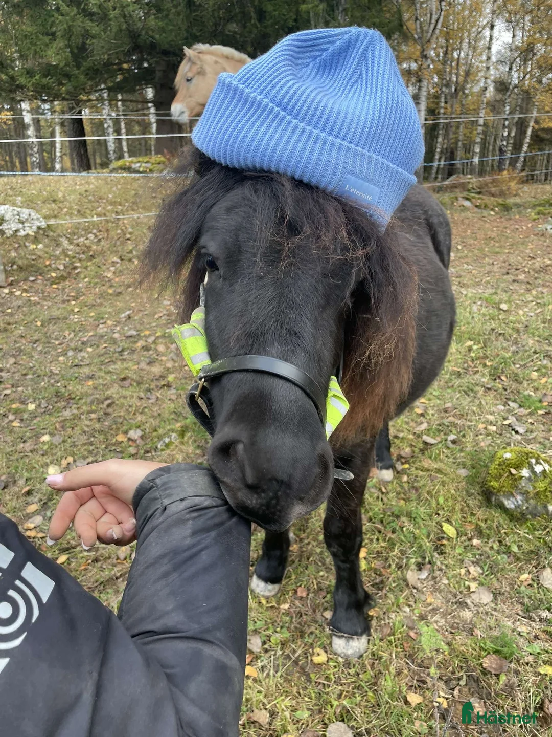 Allround hästar till salu: Fin shetlandsvalack - Annons 2