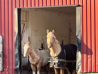 hästar Hingst och valack - Annons 8