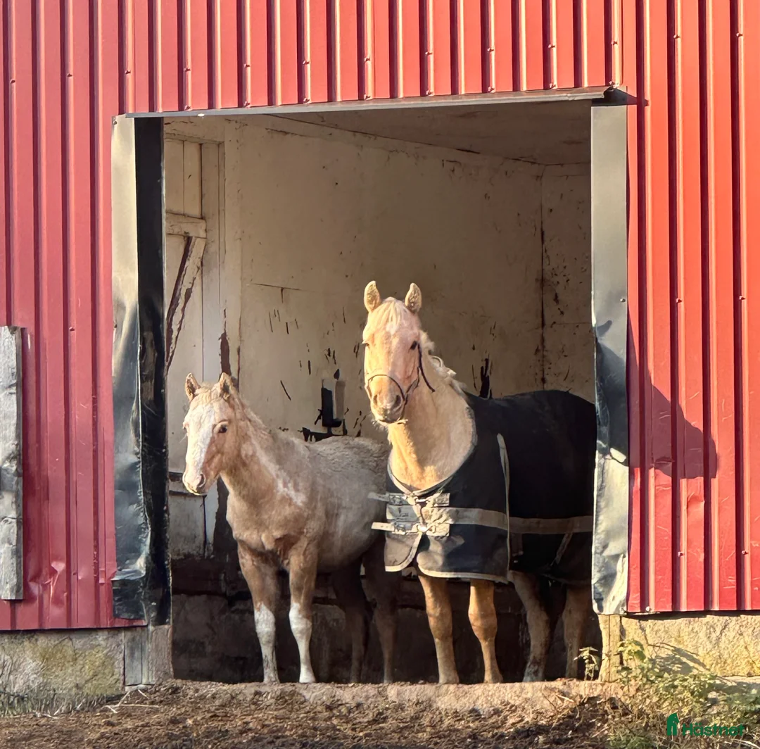 Western hästar till salu: Hingst och valack  - Annons 1