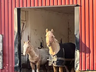 hästar Hingst och valack - Annons 13