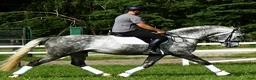 Allround hästar till salu: Presence & Talent - amazing Silesian - Annons 16