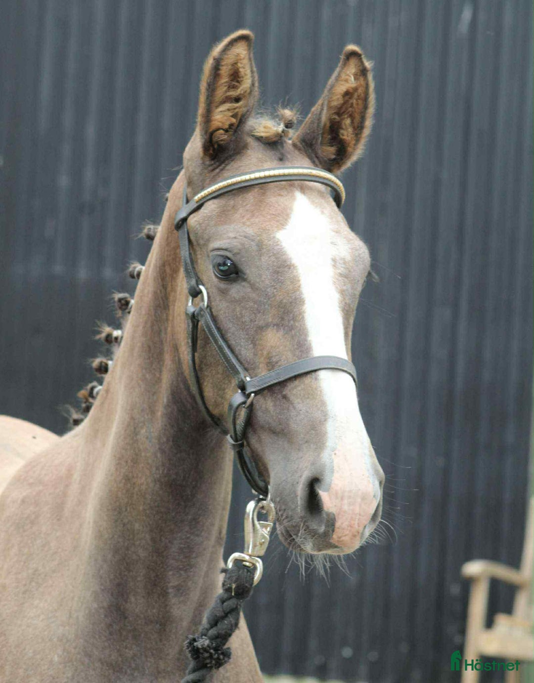 Hoppning hästar till salu: Hoppföl x3 säljes- Svårklassmöderne & Elithingstar i Lammhult - Annons 2