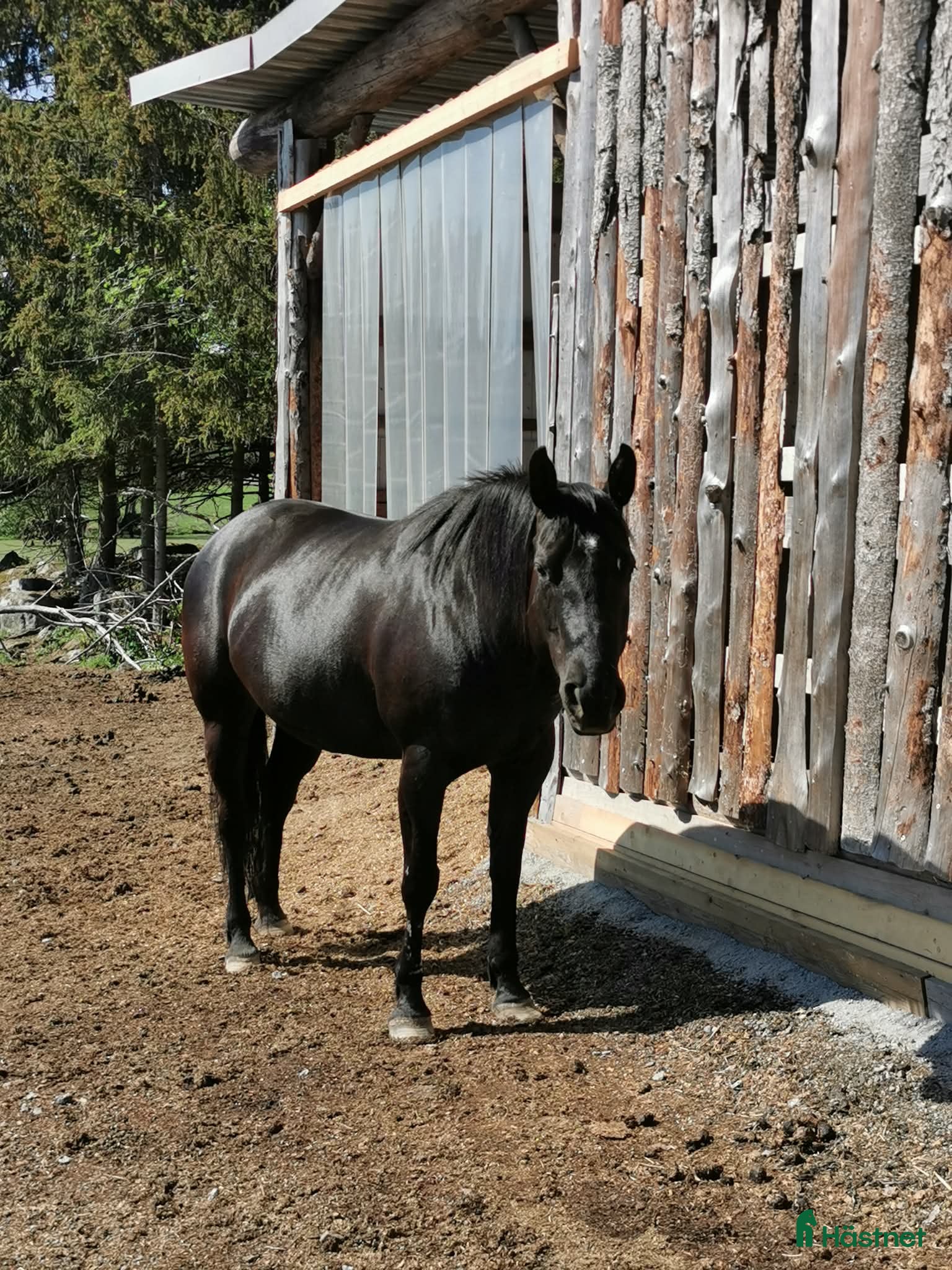  hästar Svart Quartersto, 9 år - Annons 17