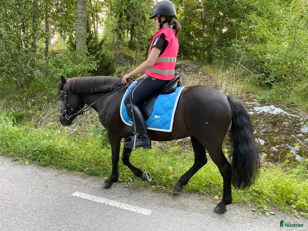 Island hästar till salu: Intressekoll i Knutby - Annons 14