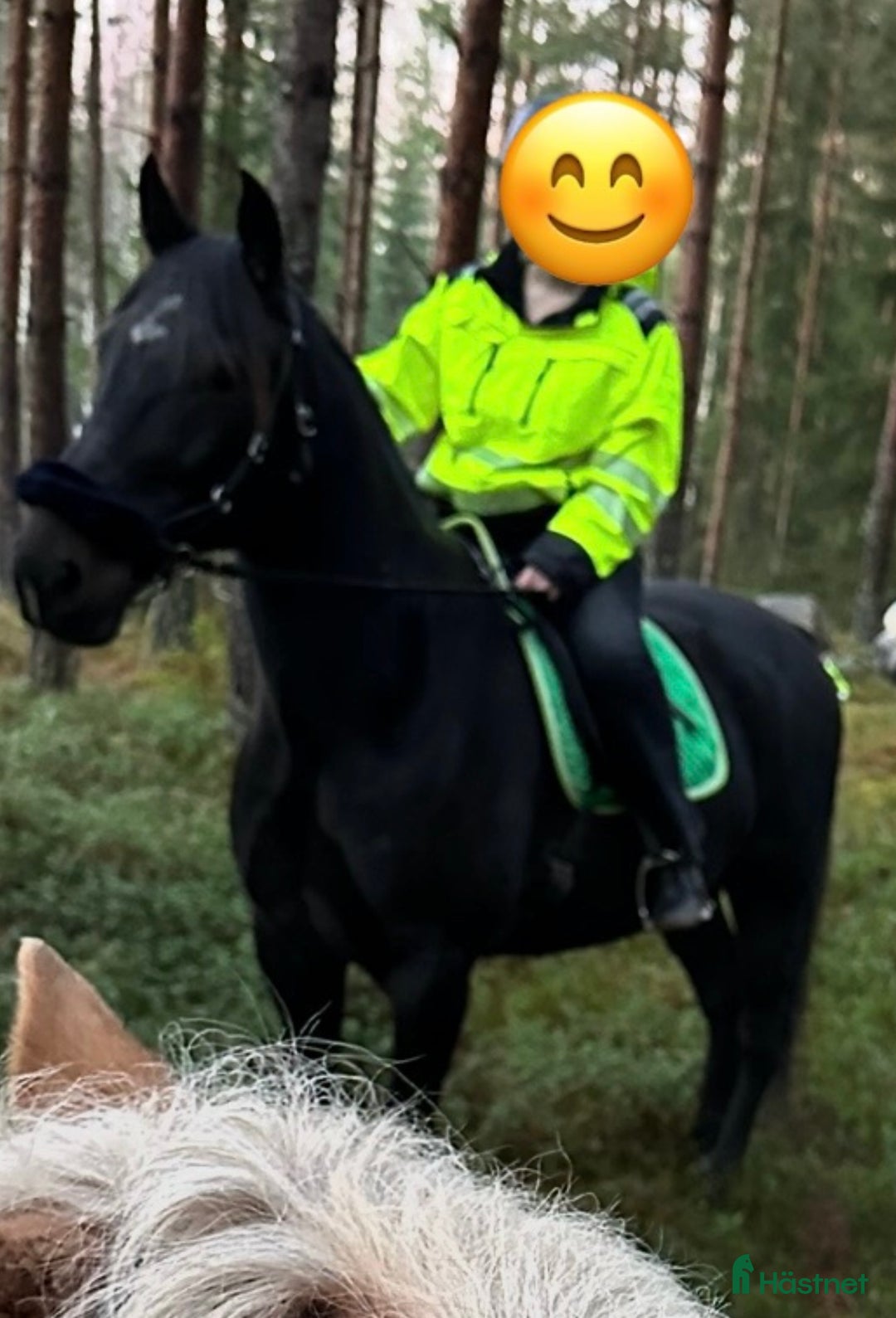 Allround hästar till salu: Snäll valack *RESERVERAD* i Arboga - Annons 5