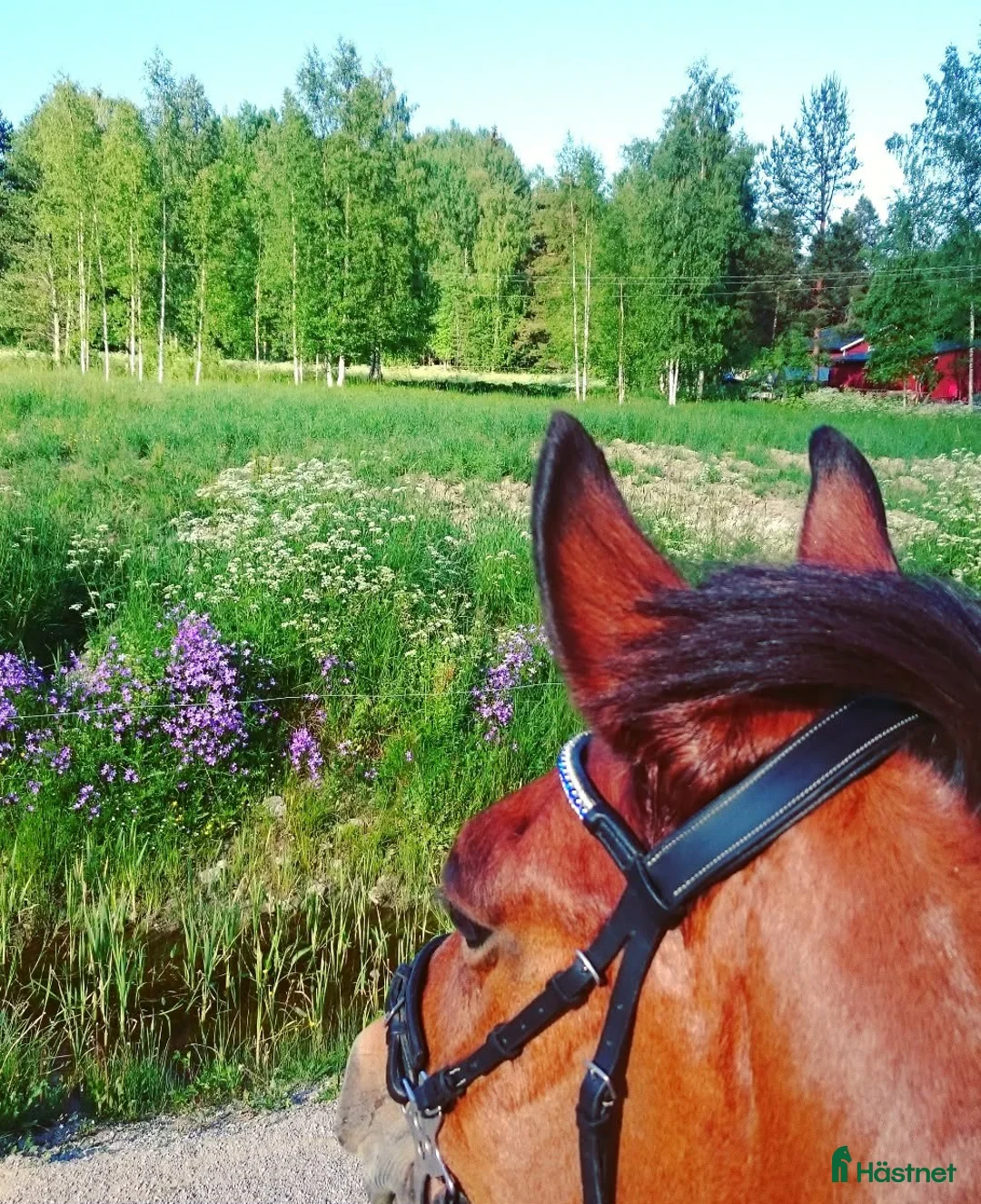 Allround hästar sökes: Letar efter en trevlig bästa kompis 🐴💛 - Annons 5