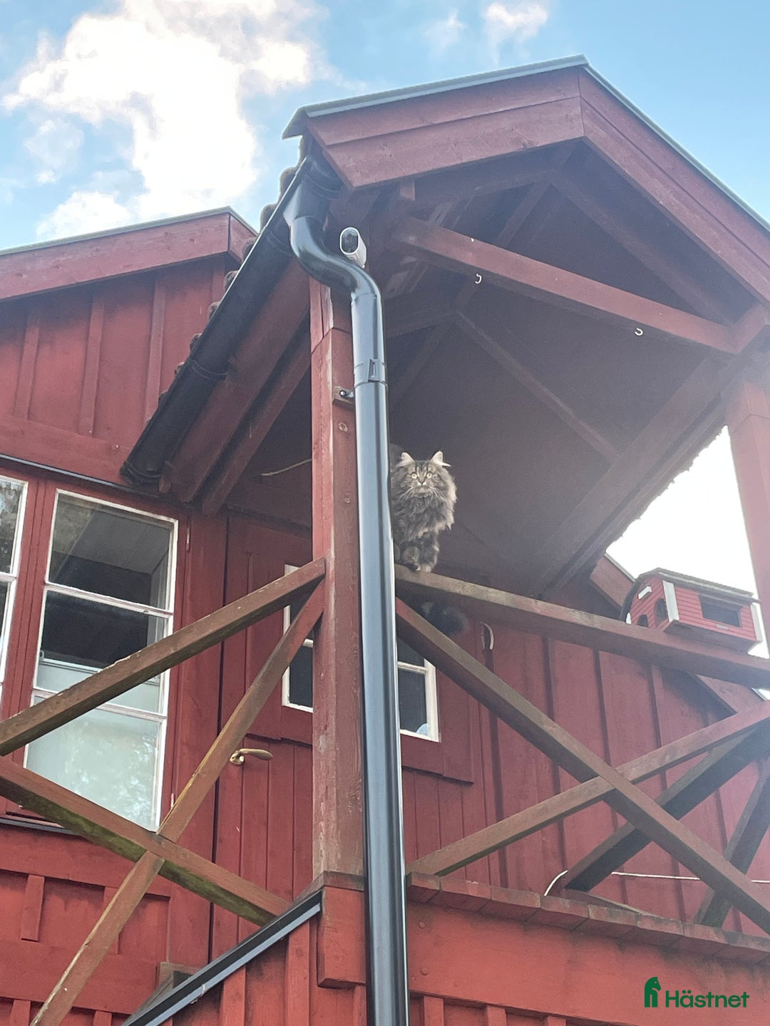  stallplats finnes: Boxplats för 2 valacker!  - Annons 2