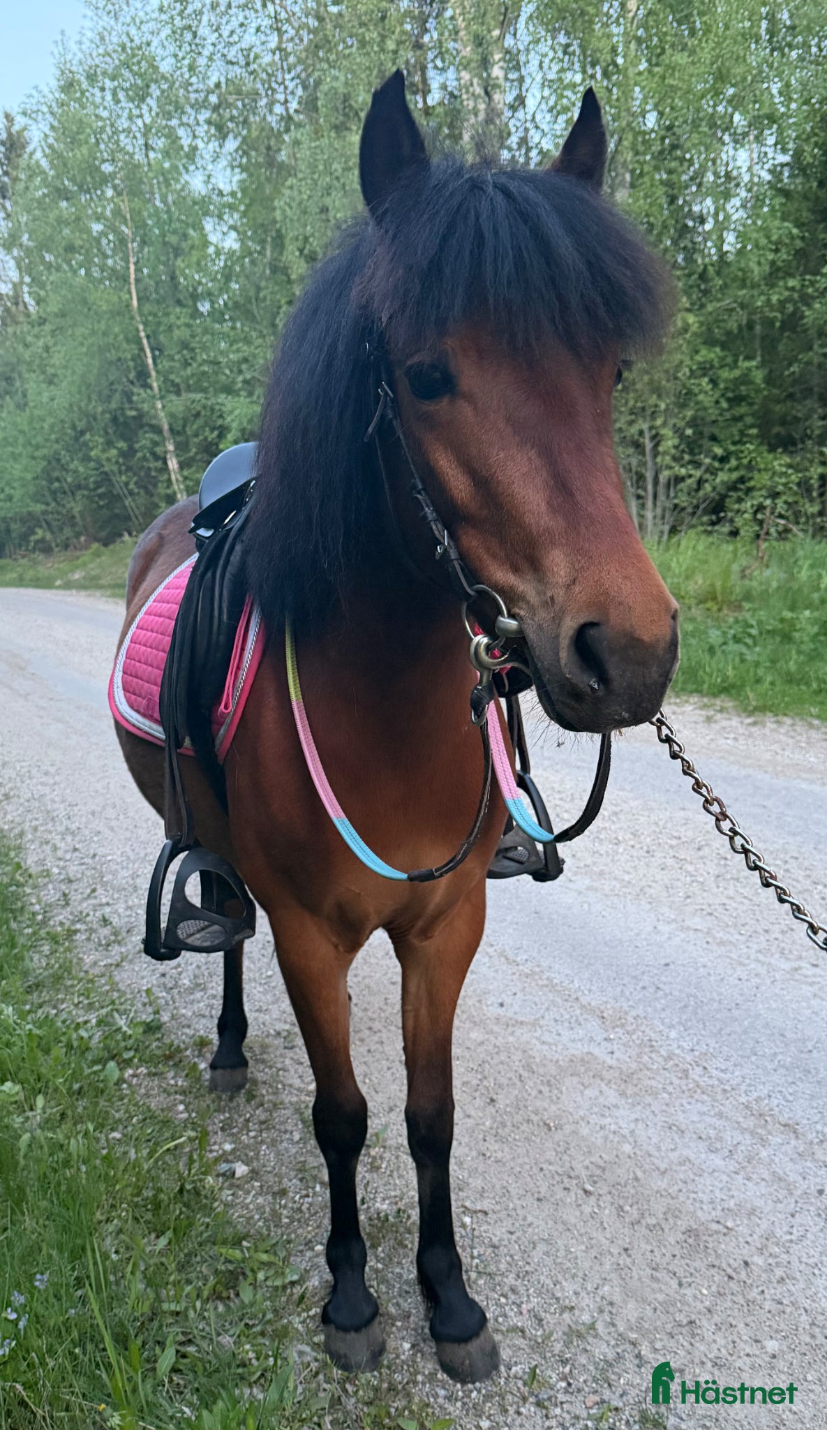  hästar Jättefin b-ponny - Annons 2