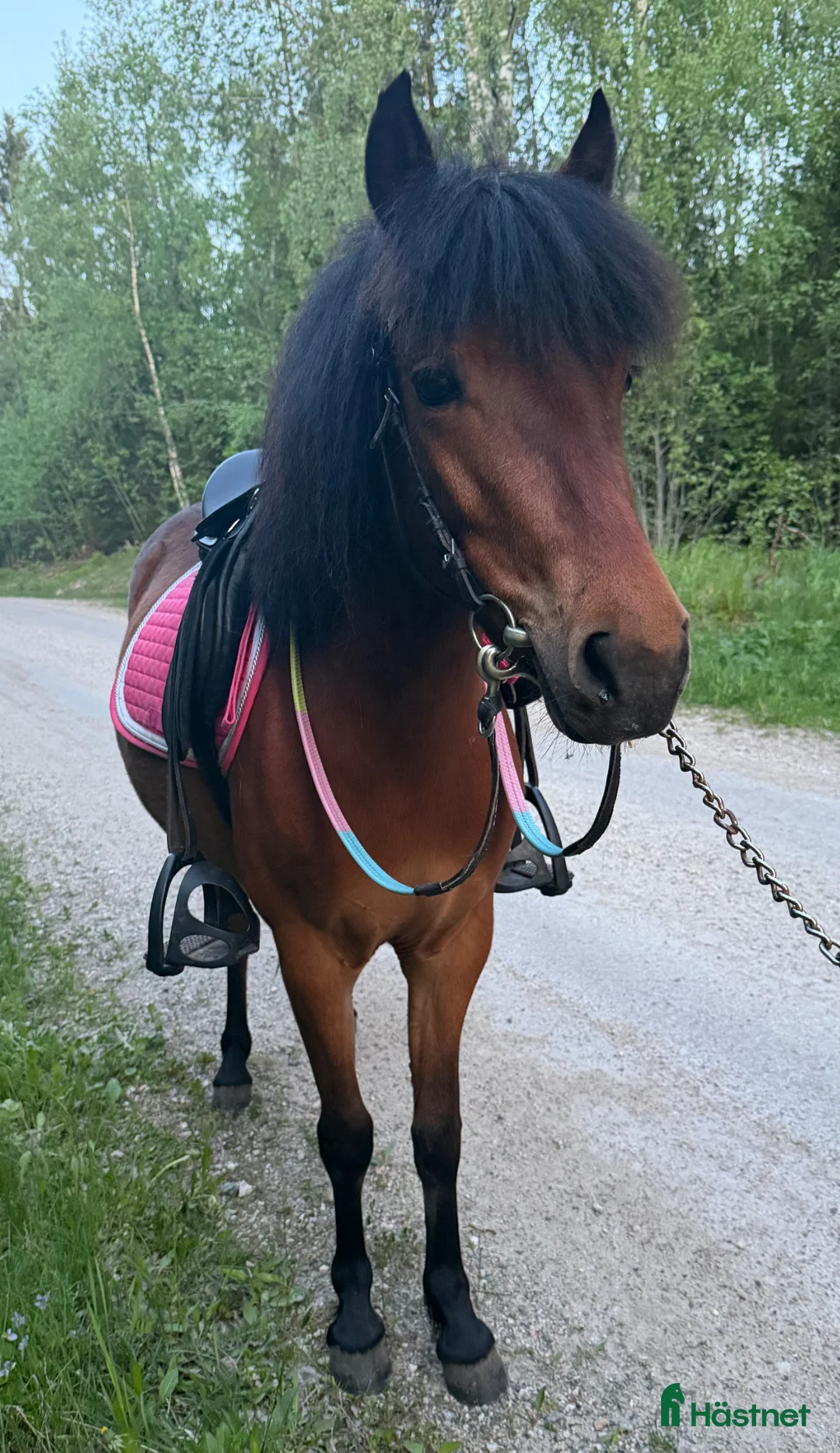 Allround hästar till salu: Jättefin b-ponny - Annons 2
