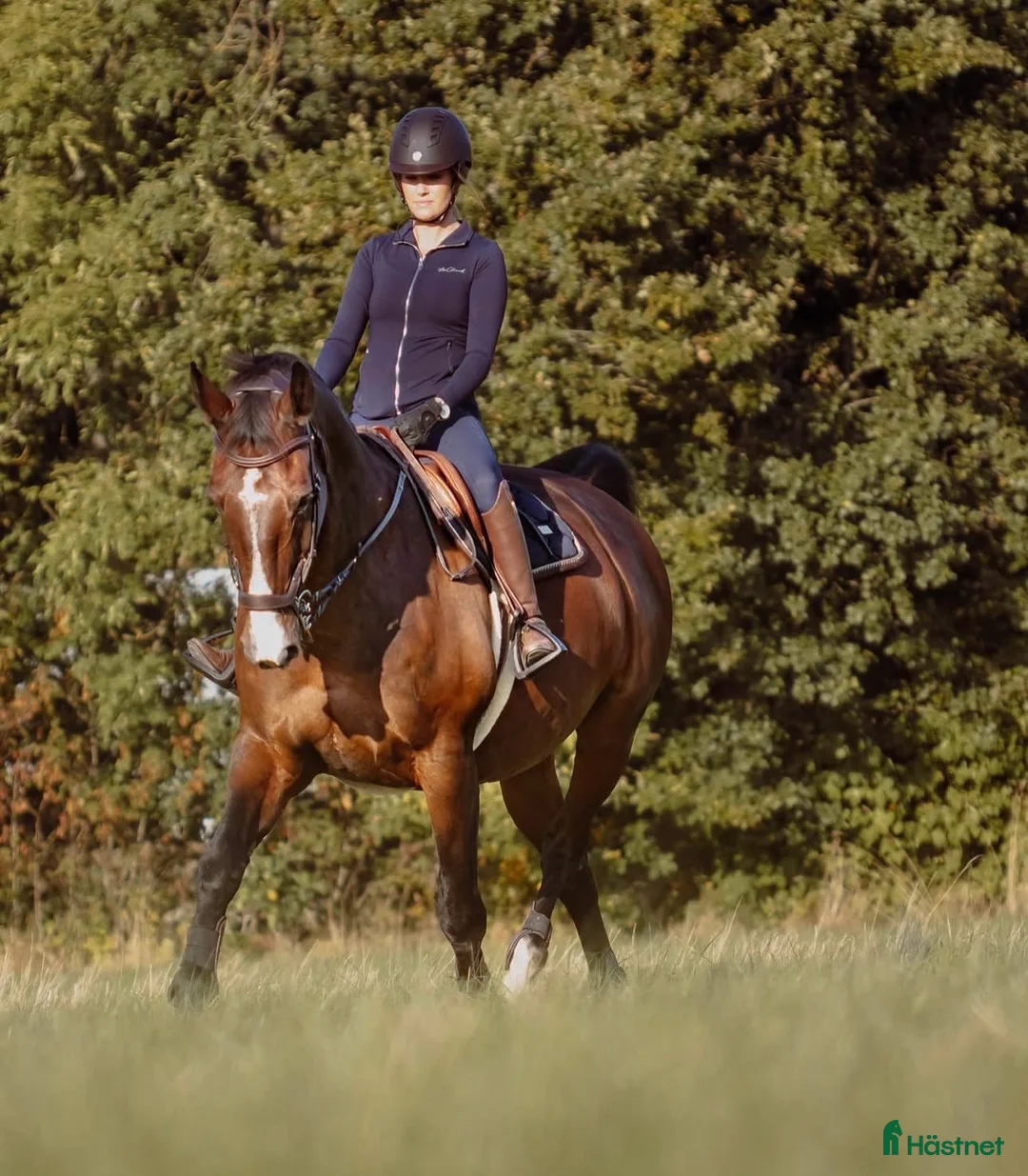  medryttarhäst sökes: Medryttarhäst sökes! i Halmstad - Annons 1