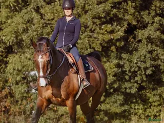 medryttarhäst sökes: Medryttarhäst sökes! i Halmstad - Annons 4