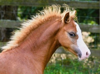  hästar Supersöt Welsh welsh mountain kille - Annons 2