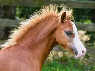 hästar Supersöt Welsh welsh mountain kille - Annons 2