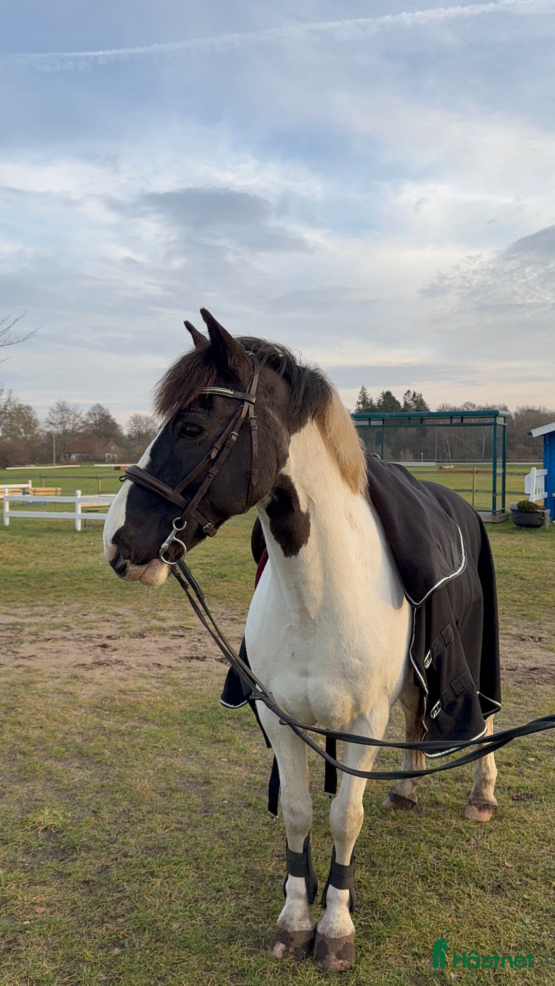 Allround hästar till salu: Buddy- charmig Cponny med mod & personlighet! i Saxtorp - Annons 1